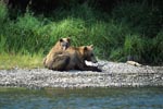Two brown bears rest on the riverbank