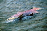 Dead Sockeye salmon