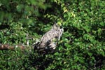 Great Horned Owl at Lake Coville