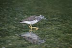 Greater Yellowlegs search for food 