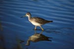 Greater Yellowlegs reflected in the water