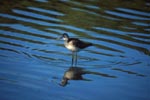 Greater Yellowlegs sees his reflection