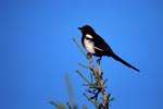Black-billed Magpie on a fir