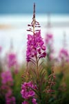 Fireweed on the banks of the Brooks River