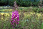 Fireweed on the river bank