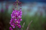 Fireweed at the Brooks River shore