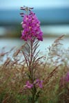 Fireweed on the river