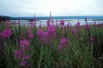 Fireweed at the Brooks River