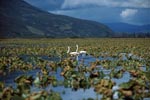 Trumpeter swans in a plant-covered Lake