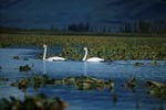 Two Swimming trumpeter swans