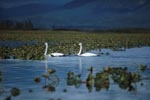 Two trumpeter swans in the plant-covered Lake