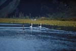 Swimming trumpeter swans