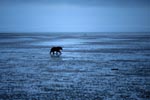Grizzly on mussel search