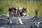 Wolf dog from Cook Inlet