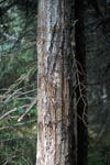 Tree with bear claws tracking