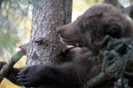 Young brown bear is comfortable on the tree