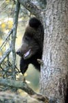 Young Brown Bear on the tree
