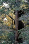 Three little bears climbing up a tree