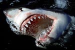 Great White Shark - Slashing jaws 