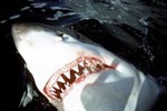 The sharp teeth of the Great White Shark