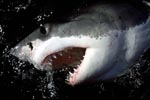Great White Shark shows its mouth and teeth