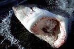 Great White Shark at the surface with its open mouth