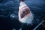 Razor razor-sharp: The teeth of the white shark