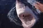 Close-up of the white shark throat