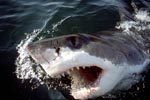 A White Shark breaks through the water with its mouth open