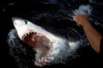 White Shark breaks through the water with open mouth