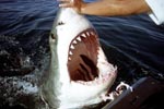 Great White shark - jaws wide open