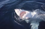 Intense white light up the underside of the white shark