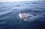 Great White Shark lifts its head over water