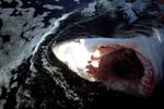 Wide open mouth of the White Shark in the dark water