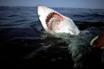 The open mouth of the Great White Shark