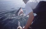 Great White Shark/Carcharodon carcharias