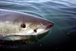 Great White Shark on the water surface