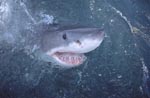 Great White Shark shows interest for the world above the water