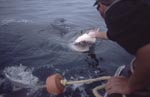 Michael Rutzen touches the nose of the Great White Shark 