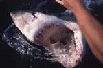 Great White Shark at the surface with its mouth open