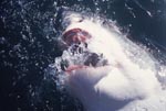 Great White Shark snapping at the water