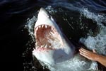 The mouth of the white shark with razor-sharp teeth