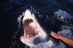 Great White Sharks have very sharp teeth