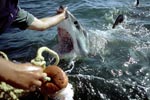 Great White Shark - Hand contact with the shark nose 