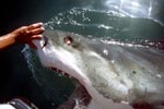 White Shark can roll the eyes back into their head to protect them
