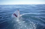 Great white shark lifts its head out of the water</b>