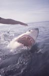 Great white shark with an open mouth on the water surface