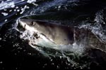 Great White Shark on its way off the South-African coast