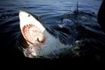 Great White Shark on the sea surface, its mouth wide open