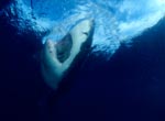 A white shark ascending to the ocean surface 